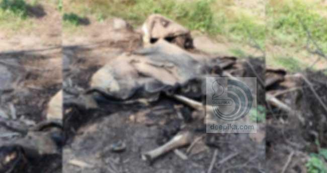 നി​ല​മ്പുരി​ൽ കാ​ട്ടാ​ന ച​രി​ഞ്ഞ നി​ല​യി​ൽ; ജ​ഡ​ത്തി​ന് ര​ണ്ടു​മാ​സ​ത്തി​ലേ​റെ പ​ഴ​ക്കം, കൊ​മ്പു​ക​ള്‍ കാ​ണാ​നി​ല്ല