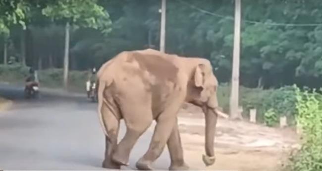 പാ​ല​പ്പി​ള്ളി​യി​ൽ ഒ​റ്റ​യാനും കാ​ട്ടാ​ന​ക്കൂ​ട്ട​വും; ടാ​പ്പിം​ഗ് തൊ​ഴി​ലാ​ളി​ക്ക് വീ​ണ് പ​രി​ക്കേ​റ്റു