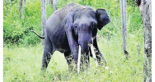 പി​ടി സെ​വ​ൻ ദൗ​ത്യം പു​ന​രാ​രം​ഭി​ച്ചു