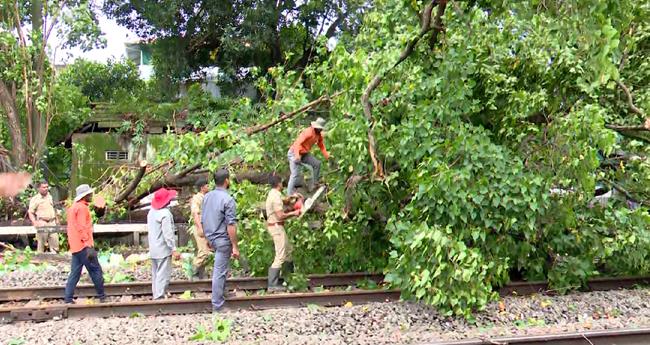 കൊ​ച്ചി​യി​ല്‍ റെ​യി​ല്‍ പാ​ള​ത്തി​ല്‍ മ​രം വീ​ണു; ട്രെ​യി​നു​ക​ള്‍ വൈ​കു​ന്നു