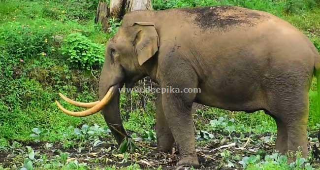 സം​സ്ഥാ​ന​ത്ത് വീ​ണ്ടും കാ​ട്ടാ​ന​ക്ക​ലി; ബൈ​ക്കി​ല്‍ സ​ഞ്ച​രി​ച്ച സ്ത്രീ​യെ എ​ടു​ത്തെ​റി​ഞ്ഞ് "പ​ട​യ​പ്പ'