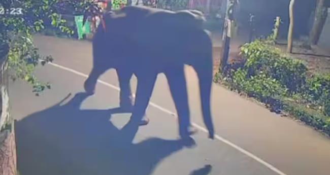 പേ​രാ​മ്പ്ര​യി​ൽ റോ​ഡ​രി​കി​ൽ കാ​ട്ടാ​ന​യെ​ത്തി; തു​ര​ത്താ​ൻ വ​നം​വ​കു​പ്പ്