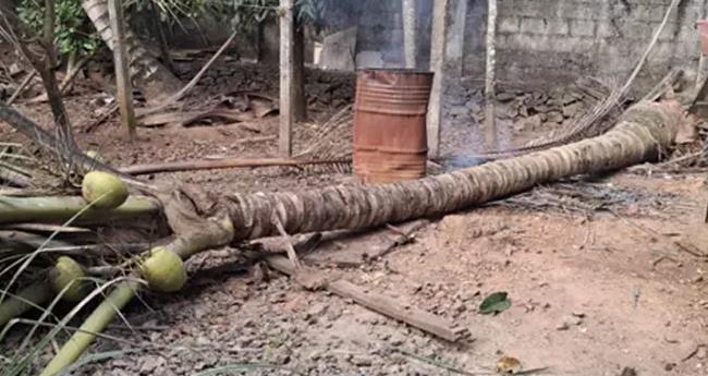 പെ​രു​മ്പാ​വൂ​രി​ൽ തെ​ങ്ങ് ക​ട​പു​ഴ​കി വീ​ണ് അ​പ​ക​ടം; അ​ഞ്ച് വ​യ​സു​കാ​ര​ൻ മ​രി​ച്ചു