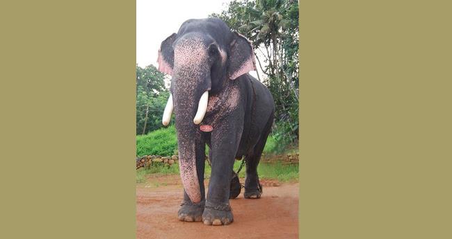കാ​ടു​ക​യ​റി​യ പു​തു​പ്പ​ള്ളി സാ​ധു​വി​നാ​യു​ള്ള ഇ​ന്ന​ത്തെ തെ​ര​ച്ചി​ൽ ഉ​ട​ൻ ആ​രം​ഭി​ക്കും