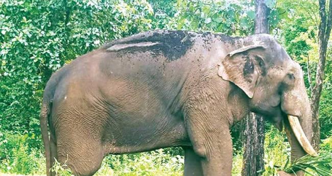 കാ​ടു​ക​യ​റി​യ പു​തു​പ്പ​ള്ളി സാ​ധു​വി​നെ  പു​റ​ത്തെ​ത്തി​ച്ചു; ലോ​റി​യി​ല്‍ ക​യ​റ്റി നാ​ട്ടി​ലേ​ക്ക്