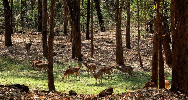 ഒ​ഡീ​ഷ​യി​ലെ ക​ടു​വാ സ​ങ്കേ​ത​ത്തി​ൽ വ​ന​പാ​ല​ക​നെ വേ​ട്ട​ക്കാ​ർ വെ​ടി​വ​ച്ചു കൊ​ന്നു