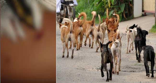 പാ​ല​ക്കാ​ട്ട് ഏ​ഴു​വ​യ​സു​കാ​ര​നെ വ​ള​ഞ്ഞി​ട്ട് ആ​ക്ര​മി​ച്ച് തെ​രു​വു​നാ​യ്ക്ക​ൾ; ഗു​രു​ത​ര പ​രി​ക്ക്