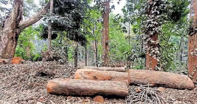 സു​ഗ​ന്ധ​ഗി​രി മ​രം­​മു​റി; അ​ന്വേ​ഷ​ണ​സം​ഘം മാ​ന​സി​ക​മാ​യി പീ​ഡി​പ്പി​ച്ചെ​ന്ന് വ​നി​താ റെ​യ്ഞ്ച് ഓ​ഫീ​സ​ര്‍