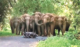അ​തി​ര​പ്പി​ള്ളി​യി​ൽ ബൈ​ക്ക് യാ​ത്ര​ക്കാ​രെ കാ​ട്ടാ​ന​ക്കൂ​ട്ടം  ആ​ക്ര​മി​ച്ചു