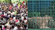 കാ​ളി​കാ​വി​ല്‍ വ​ന്‍ ജ​ന​ക്കൂ​ട്ടം; ന​ര​ഭോ​ജി ക​ടു​വ​യെ മാ​റ്റാ​ന്‍ സ​മ്മ​തി​ക്കാ​തെ നാ​ട്ടു​കാ​ര്‍
