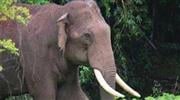 അ​തി​ര​പ്പി​ള്ളിയിൽ ട്രെ​ക്കിം​ഗ് സം​ഘ​ത്തി​ന് നേ​രെ കാ​ട്ടാ​ന ആ​ക്ര​മ​ണം, ഒരാൾക്ക് പരിക്ക്