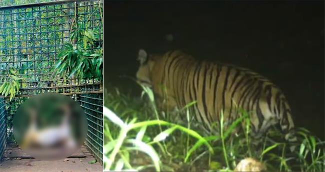 ദൗ​ത്യ​സം​ഘ​ത്തെ വീ​ണ്ടും വ​ട്ടം​ക​റ​ക്കി അ​മ​ര​ക്കു​നി​യി​ലെ ക​ടു​വ; അ​ഞ്ചാ​മ​ത്തെ ആ​ടി​നെ​യും കൊ​ന്നു