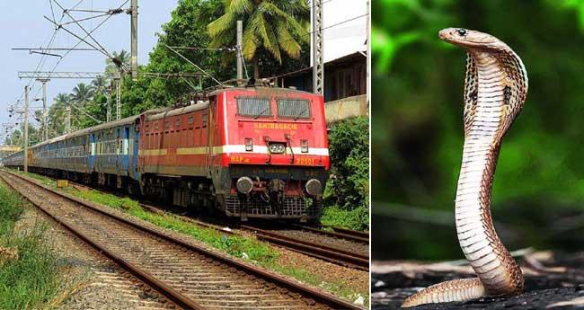 ഗു​രു​വാ​യൂ​ർ മ​ധു​ര എ​ക്സ്പ്ര​സി​ൽ യാ​ത്ര​ക്കാ​ര​നു പാ​മ്പു​ക​ടി​യേ​റ്റു