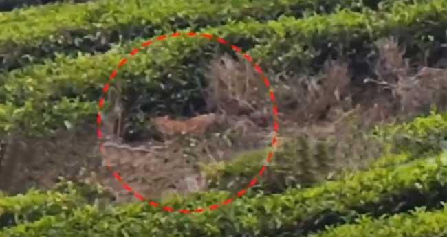 വ​ണ്ടി​പ്പെ​രി​യാ​റി​ൽ വീ​ണ്ടും പു​ലി; തേ​യി​ല​ച്ചെ​ടി​ക​ൾ​ക്കി​ട​യി​ൽ കി​ട​ക്കു​ന്ന ദൃ​ശ്യം പു​റ​ത്ത്