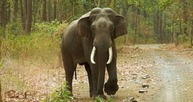 മ​നു​ഷ്യ​മൃ​ഗ സം​ഘ​ർ​ഷം; വ​യ​നാ​ടി​ന് 50 ല​ക്ഷം അ​നു​വ​ദി​ച്ച് ദു​ര​ന്ത​നി​വാ​ര​ണ വ​കു​പ്പ്