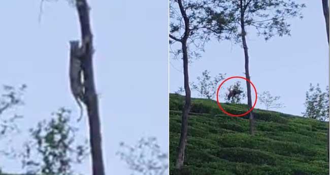 നെ​ല്ലി​മു​ണ്ട​യി​ൽ തേ​യി​ല​ത്തോ​ട്ട​ത്തി​ല്‍ പു​ലി; ആ​ളു​കൂ​ടി​യ​പ്പോ​ൾ മ​ര​ത്തി​ൽ​നി​ന്ന് താ​ഴേ​ക്ക് ചാ​ടി
