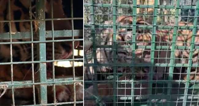 പ​ല്ലു​പോ​യി, ഇ​ര പി​ടി​ക്കാ​ന്‍ ബു​ദ്ധി​മു​ട്ട്; മു​ള്ള​ൻ​കൊ​ല്ലി​യി​ലെ ക​ടു​വ​യ്ക്ക് ഒ​ടു​വി​ൽ മൃ​ഗ​ശാ​ല​യി​ൽ പു​ന​ര​ധി​വാ​സം