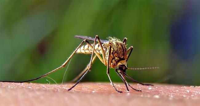 ആ​ല​പ്പു​ഴ​യി​ല്‍ വെ​സ്റ്റ് നൈ​ല്‍ പ​നി സ്ഥി​രീ​ക​രി​ച്ചു