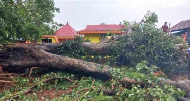 ആലുവയിൽ ആൽമരം ഒടിഞ്ഞ് വീണ് ഏഴ് വയസുകാരൻ മരിച്ചു