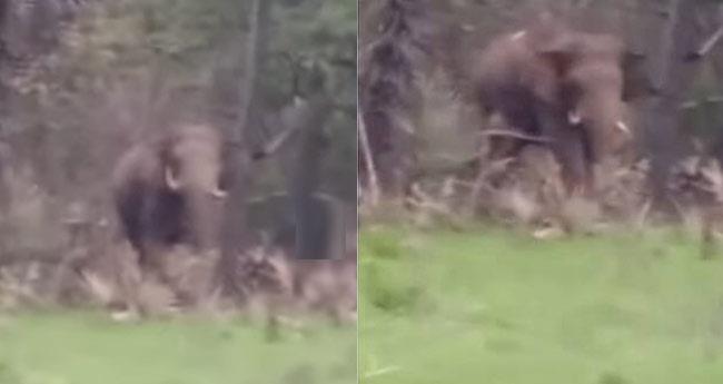 ക​ഞ്ചി​ക്കോ​ട് സ​ര്‍​വേ​യ്‌​ക്കെ​ത്തി​യ ഉ​ദ്യോ​ഗ​സ്ഥ​രെ വി​ര​ട്ടി​യോ​ടി​ച്ച് കാ​ട്ടാ​ന​ക്കൂ​ട്ടം