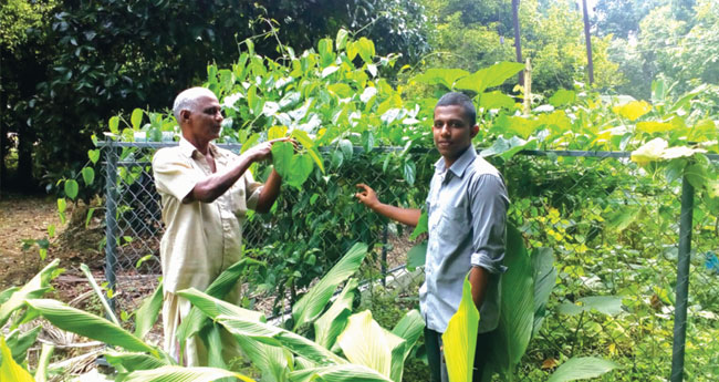 ഹരിതം