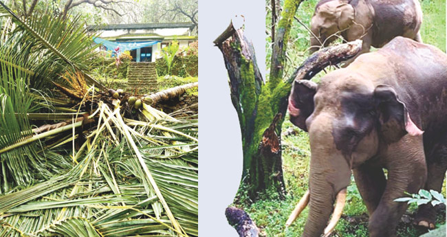 കാർഷിക സ്വപ്നങ്ങളുടെ തകർച്ച; അതിജീവന വെല്ലുവിളികൾ