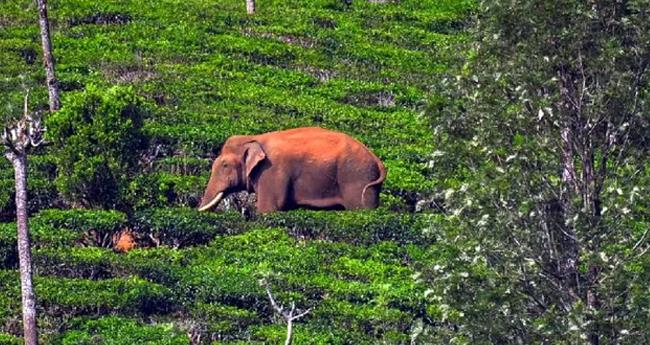 അ​രി​കൊ​മ്പ​ൻ കേ​ര​ളം വി​ട്ടി​ട്ട് ഒ​രു വ​ർ​ഷം; കോ​ത​യാ​റി​ൽ സു​ര​ക്ഷി​ത​ൻ