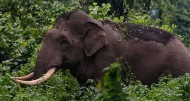 ആ​ദി​വാ​സി യു​വാ​വി​നെ കാ​ട്ടാ​ന ആ​ക്ര​മി​ച്ചു