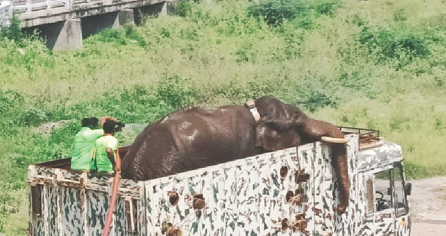 അരിക്കൊന്പനു വേണ്ടി ഹർജി : തമിഴ്നാട് വനംവകുപ്പിനും തലവേദന