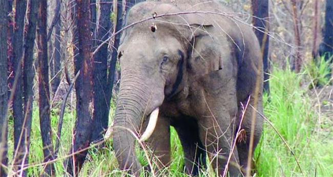 അനിശ്ചിതത്വത്തിന് വിരാമം: അരിക്കൊമ്പനെ മുത്തുക്കുളി വനത്തിൽ തുറന്നുവിട്ടു