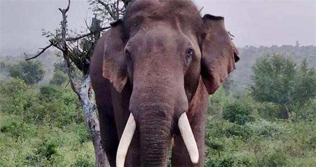 അ​രി​ക്കൊ​മ്പ​ൻ വീ​ണ്ടും; ലോ​റി​ തടഞ്ഞ് അ​രി​യും പ​ഞ്ച​സാ​ര​യും ഭക്ഷിച്ചു