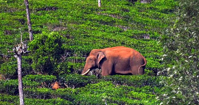 കാ​ടി​റ​ങ്ങി; അ​രി​ക്കൊ​മ്പ​നെ മ‌​യ​ക്കു​വെ​ടി​വ​ച്ച് ത​മി​ഴ്നാ​ട്