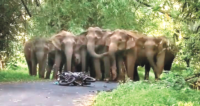 അ​തി​ര​പ്പി​ള്ളി​യി​ൽ ബൈ​ക്ക് യാ​ത്ര​ക്കാ​രെ കാ​ട്ടാ​ന​ക്കൂ​ട്ടം  ആ​ക്ര​മി​ച്ചു