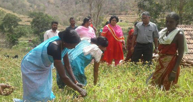 സര്‍ക്കാര്‍ അനാസ്ഥ: അട്ടപ്പാടി മില്ലറ്റ് ഗ്രാമം പദ്ധതി വെട്ടിനിരത്തി