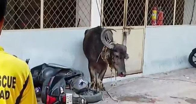 പാ​ല​ക്കാ​ട് പോ​ത്ത് വി​ര​ണ്ടോ​ടി, വാ​ഹ​ന​ങ്ങ​ൾ ത​ക​ർ​ത്തു