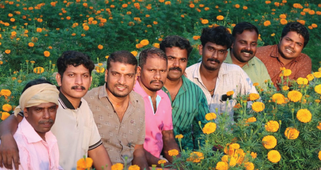 കഞ്ഞിക്കുഴിയിലെ  ബന്ദിപ്പൂവസന്തം