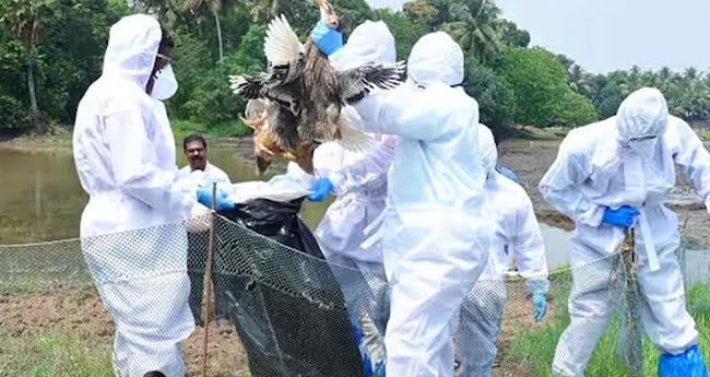 മ​ണ​ർ​കാ​ട് പ​ക്ഷി​പ്പ​നി സ്ഥി​രീ​ക​രി​ച്ചു;  മു​ട്ട, ഇ​റ​ച്ചി വി​ൽ​പ്പ​ന നി​രോ​ധി​ച്ചു