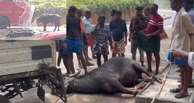 തി​രു​വ​ന​ന്ത​പു​ര​ത്ത് ക​ശാ​പ്പി​നെ​ത്തി​ച്ച പോ​ത്ത് വി​ര​ണ്ടോ​ടി; മൂ​ന്ന് പേ​ർ​ക്ക് പ​രി​ക്ക്