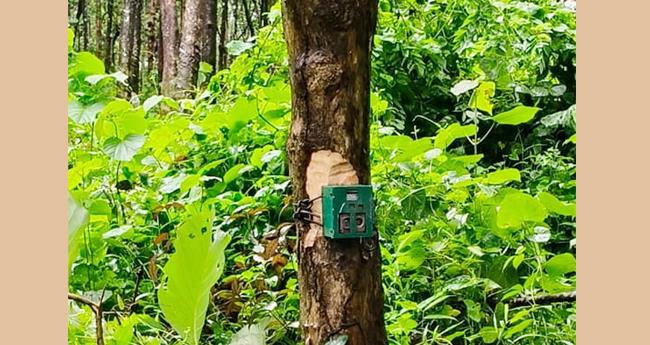 ക​ടു​വാ ഭീ​ഷ​ണി: ക​ട​പ്പാ​റ, ക​ട​മ​പ്പു​ഴ ഭാ​ഗ​ത്തെ കാ​മ​റ​ട്രാ​പ്പു​ക​ൾ മാ​റ്റി ​സ്ഥാ​പി​ക്കും