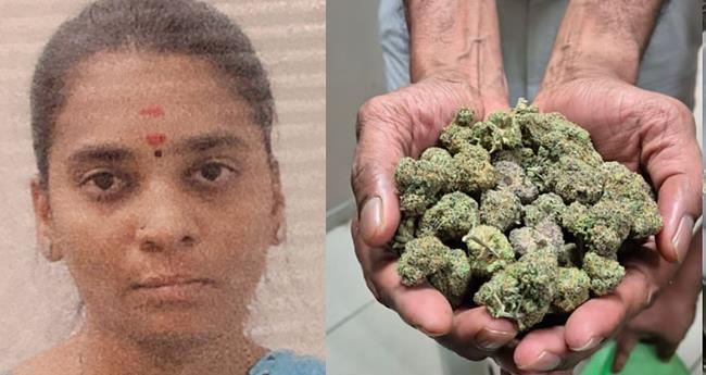 നെ​ടു​മ്പാ​ശേ​രി​യി​ൽ വ​ൻ ക​ഞ്ചാ​വ് വേ​ട്ട; യു​വ​തി അ​റ​സ്റ്റി​ൽ
