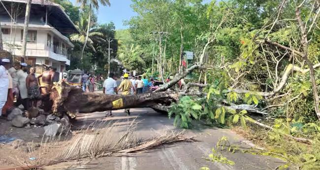 മ​രം ക​ട​പു​ഴ​കി കാ​റി​നു​മു​ക​ളി​ൽ വീ​ണു; യാ​ത്ര​ക്കാ​ർ അ​ത്ഭു​ത​ക​ര​മാ​യി ര​ക്ഷ​പെ​ട്ടു