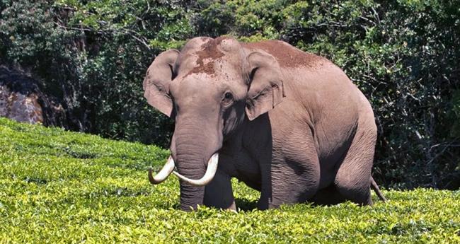 ചി​ന്ന​ക്ക​നാ​ലി​ൽ വീ​ണ്ടും ച​ക്ക​ക്കൊ​മ്പ​ന്‍റെ ആ​ക്ര​മ​ണം