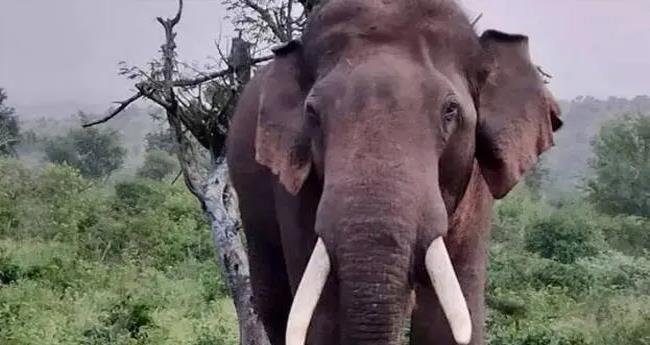 ചി​ന്ന​ക്ക​നാ​ലി​ൽ ച​ക്ക​ക്കൊ​മ്പ​ന്‍റെ ആ​ക്ര​മ​ണം; ര​ണ്ട് വീ​ടു​ക​ൾ ത​ക​ർ​ത്തു