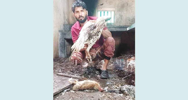 കോ​ഴി​ഫാ​മി​നു നേരേ തെ​രു​വു​നാ​യ ആ​ക്ര​മ​ണം; 50 കോ​ഴി​ക​ളെ കൊ​ന്നു