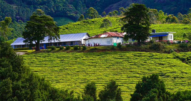ചി​ന്ന​ക്ക​നാ​ലി​ലെ 364.39 ഹെ​ക്‌ടർ റ​വ​ന്യുഭൂ​മി കൂ​ടി വ​ന​മാ​ക്കും