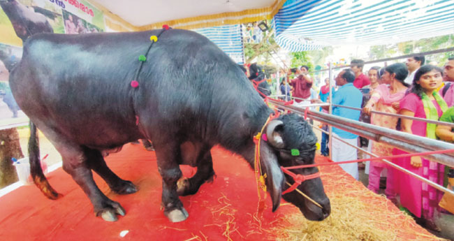 നിറക്കാഴ്ചകളുമായി ചൈതന്യ കാർഷിക മേളയ്ക്കു തുടക്കം