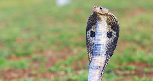 കു​ന്നം​കു​ളം ന​ഗ​ര​ത്തി​ലെ ന​ട​പ്പാ​ത​യി​ൽ ആ​റ് മൂ​ർ​ഖ​ൻ പാ​ന്പു​ക​ൾ