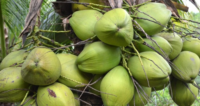 വരവു കുറഞ്ഞു; പ​ച്ച​ത്തേ​ങ്ങ സം​ഭ​രണം തകൃതി