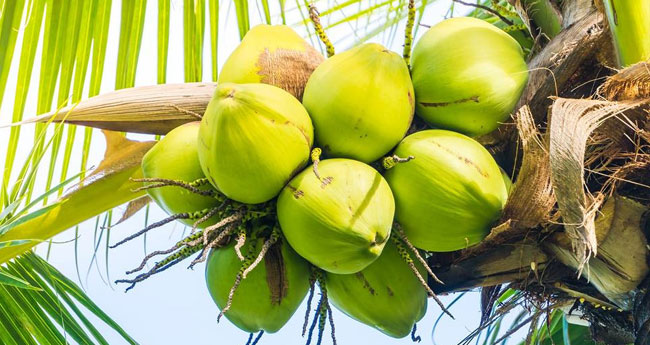 കാ​ലി​ട​റി വെ​ളി​ച്ചെ​ണ്ണ; വി​ദേ​ശ ഭ​ക്ഷ്യ​യെ​ണ്ണ ഇ​റ​ക്കു​മ​തി വ​ർ​ധി​ച്ചു