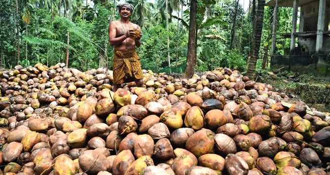 നാ​ളി​കേ​ര ക​ർ​ഷ​ക​ർ​ക്ക്  പു​തു സം​ര​ംഭ​ങ്ങ​ളു​മാ​യി കേ​ര​ഫെ​ഡ്
